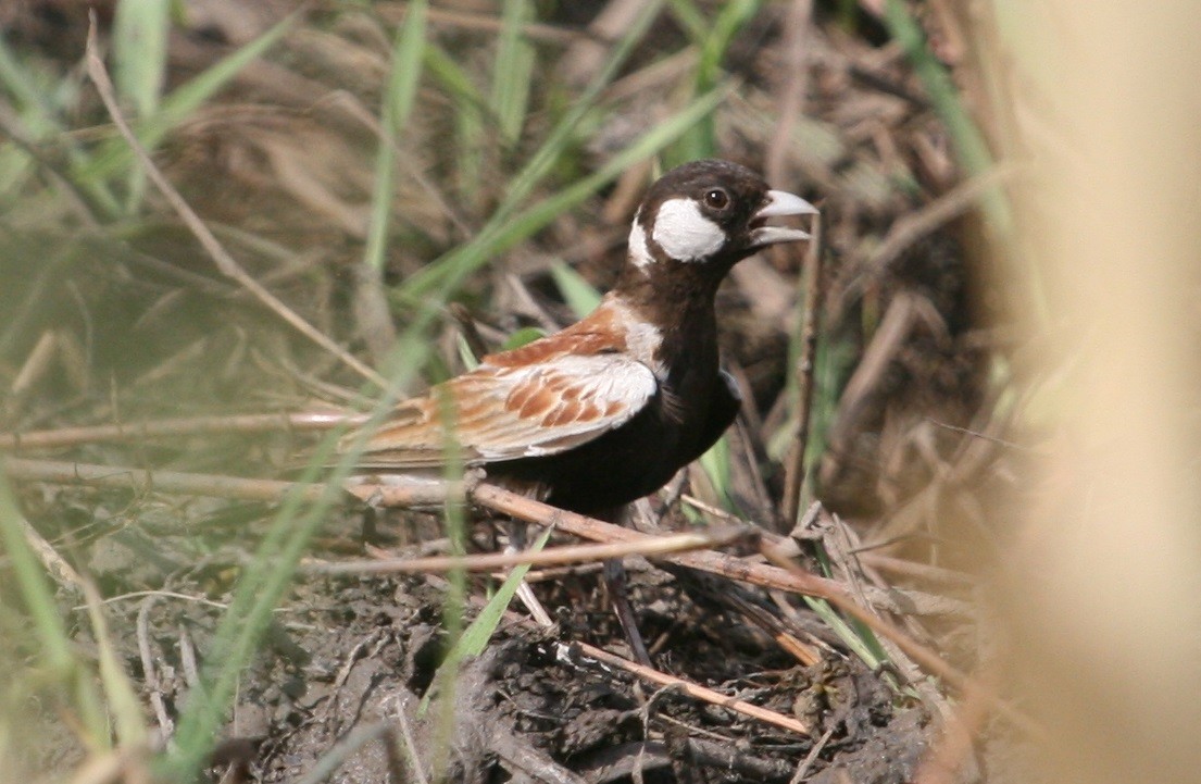 Chestnut-backed Sparrow-Lark - Luis Mario Arce