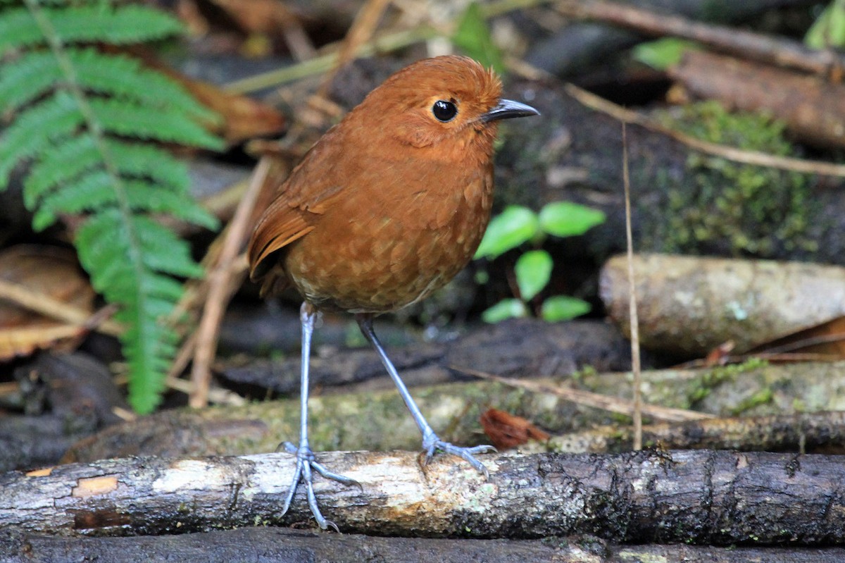 Chami Antpitta - ML204871221