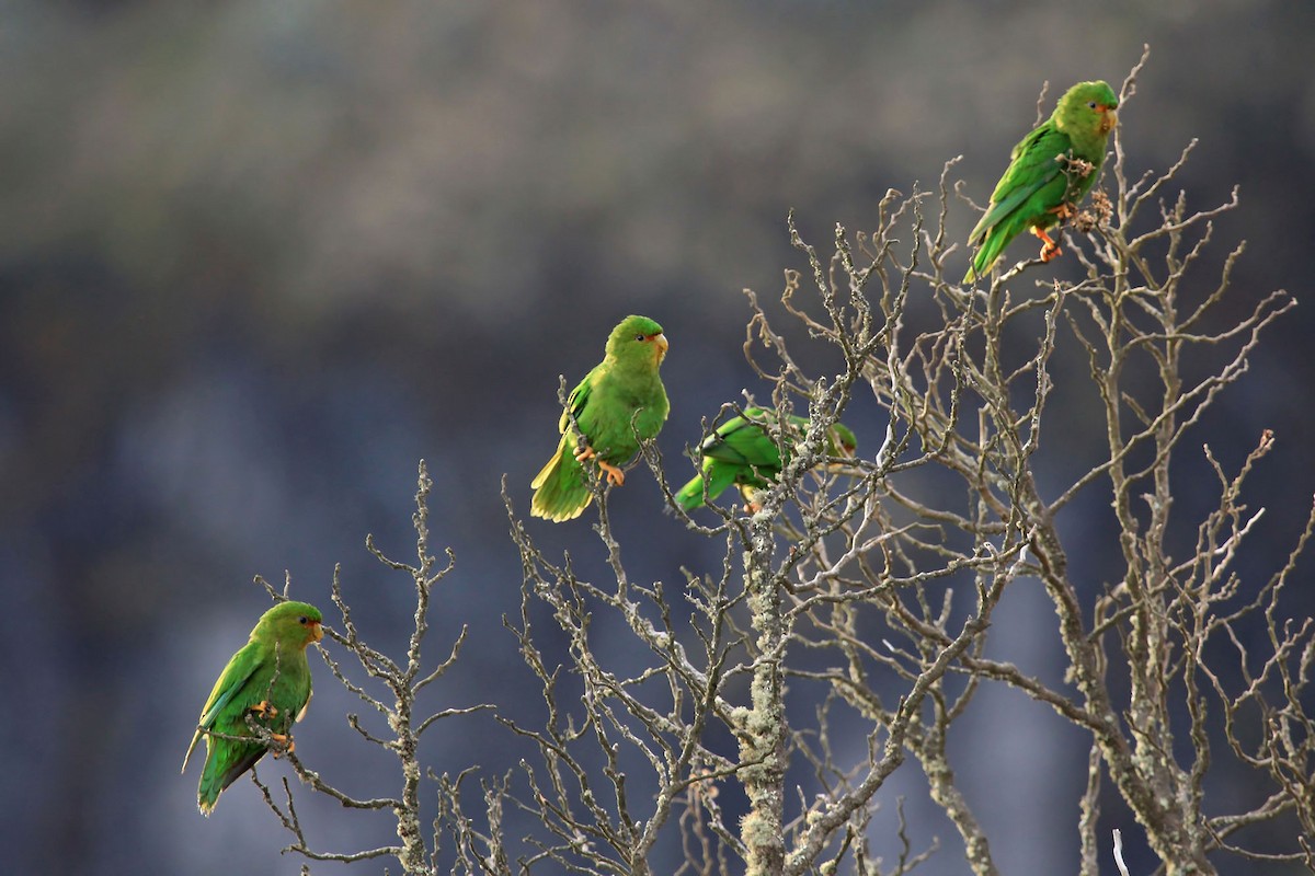 Rufous-fronted Parakeet - Phillip Edwards