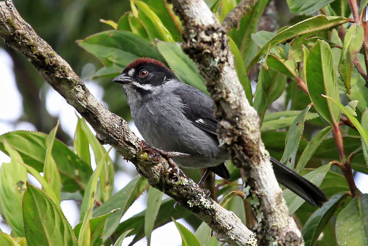 Atlapetes Pizarroso (grupo schistaceus) - ML204871391