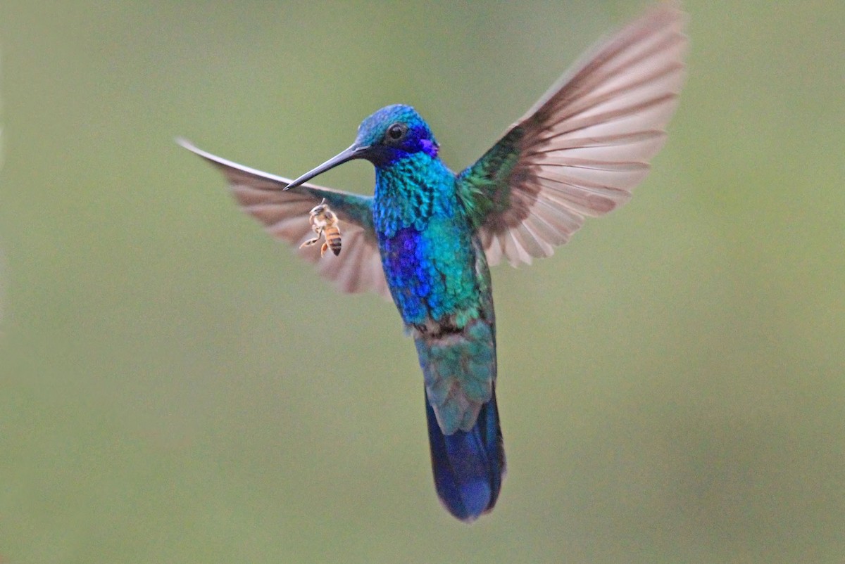 kolibřík modrolící - ML204871431