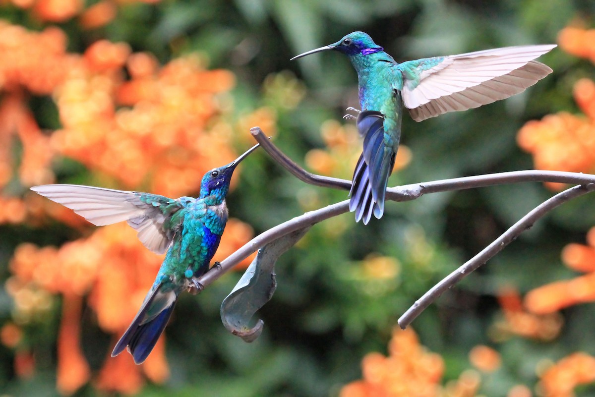 kolibřík modrolící - ML204871441