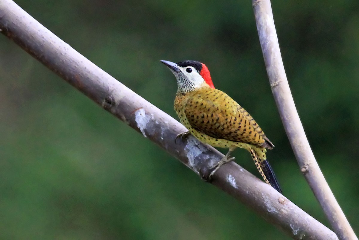 Spot-breasted Woodpecker - Phillip Edwards