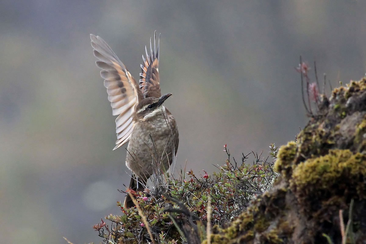 Stout-billed Cinclodes - Phillip Edwards