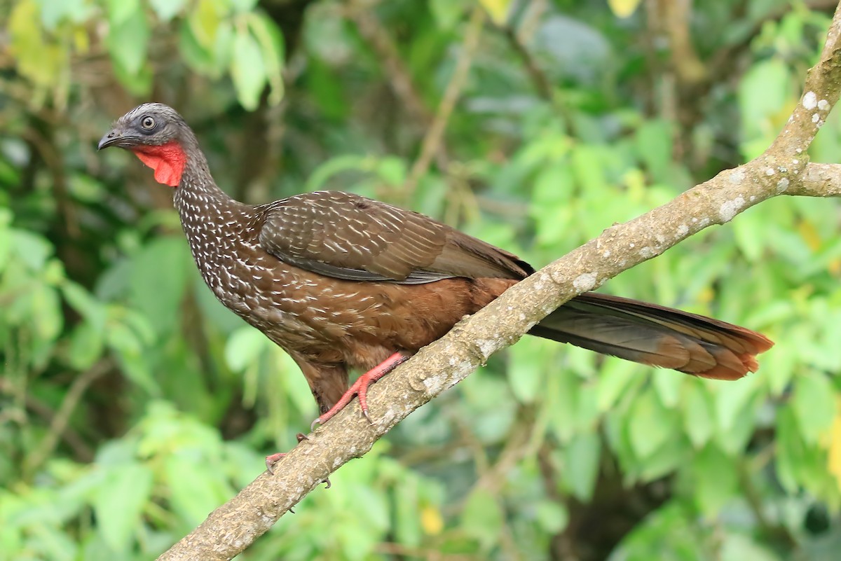 Band-tailed Guan - Phillip Edwards