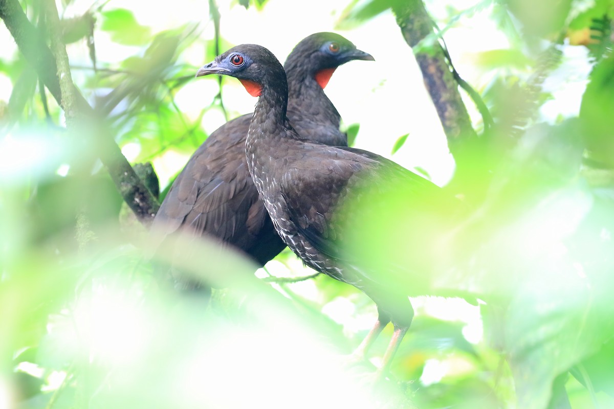 Baudo Guan - Phillip Edwards