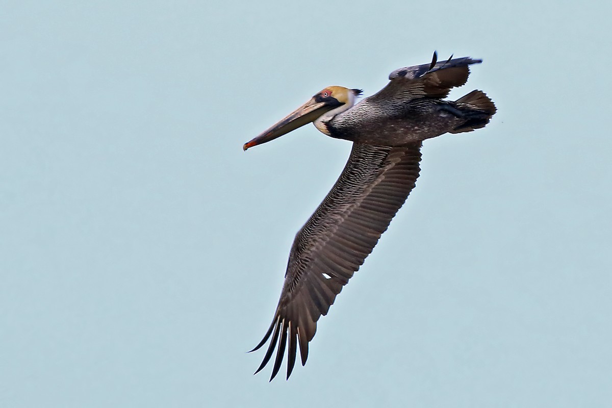 Brown Pelican - ML204871981