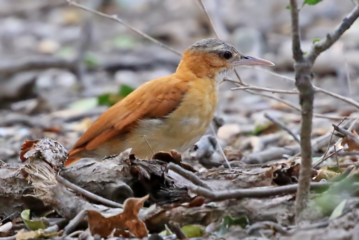 Fournier du Venezuela - ML204872061