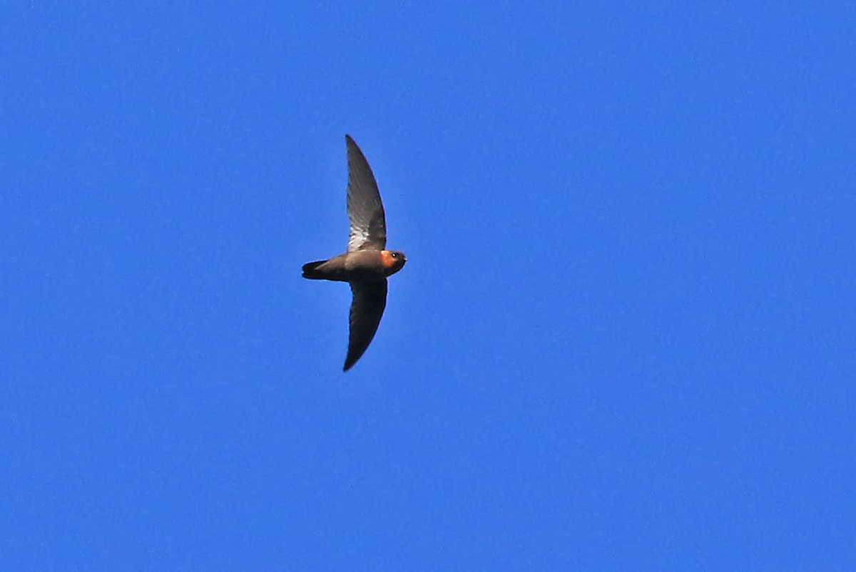 Chestnut-collared Swift - ML204872101