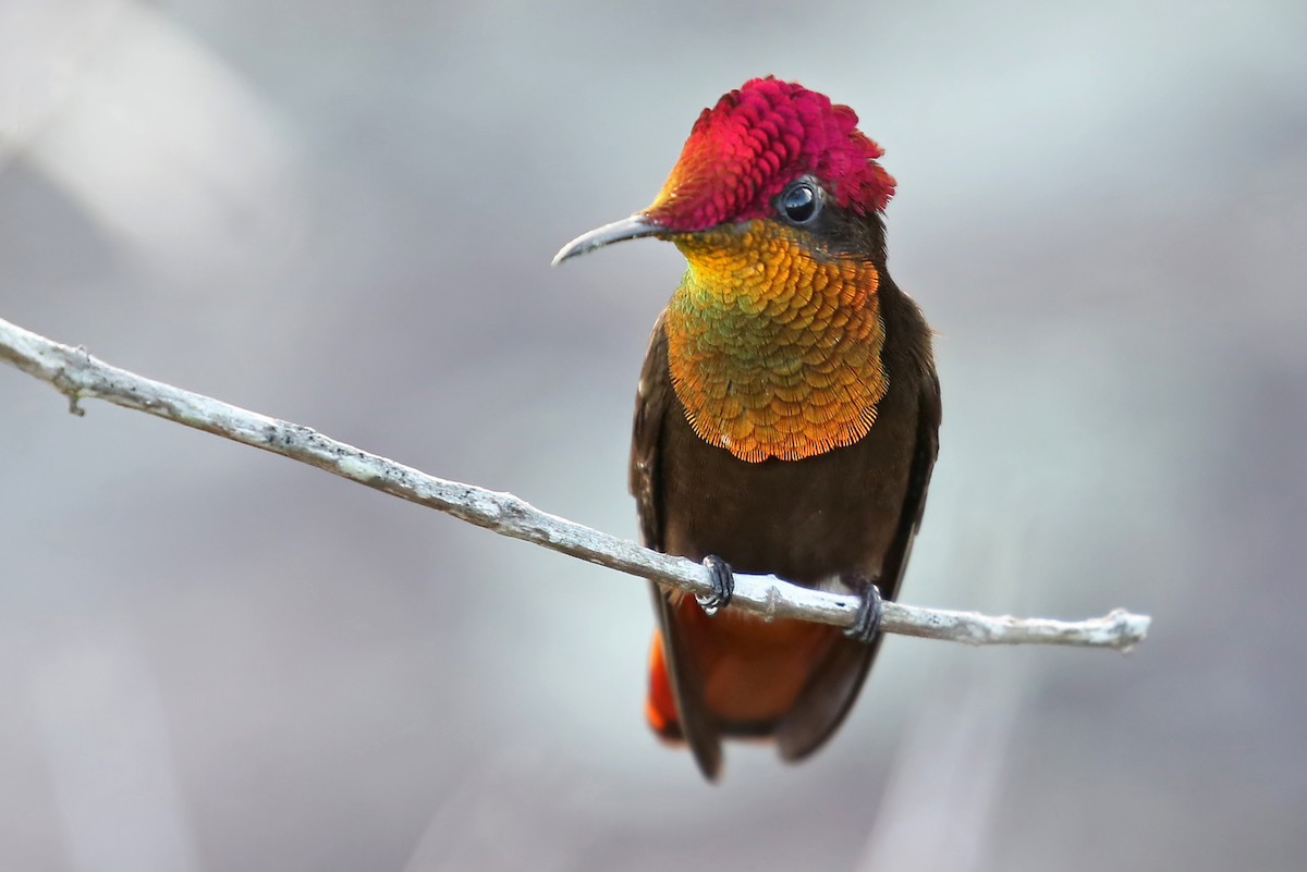 Ruby-topaz Hummingbird - Phillip Edwards