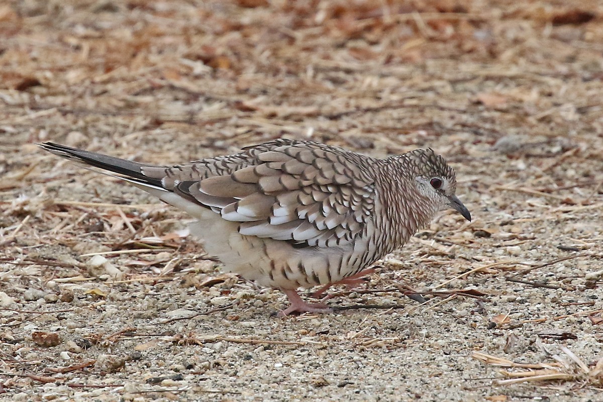 Scaled Dove - ML204872591