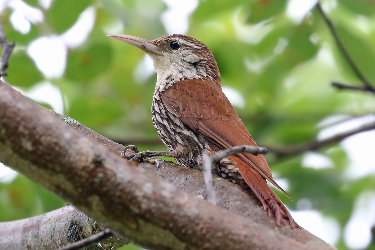 Scaled Woodcreeper (Wagler's) - ML204872601