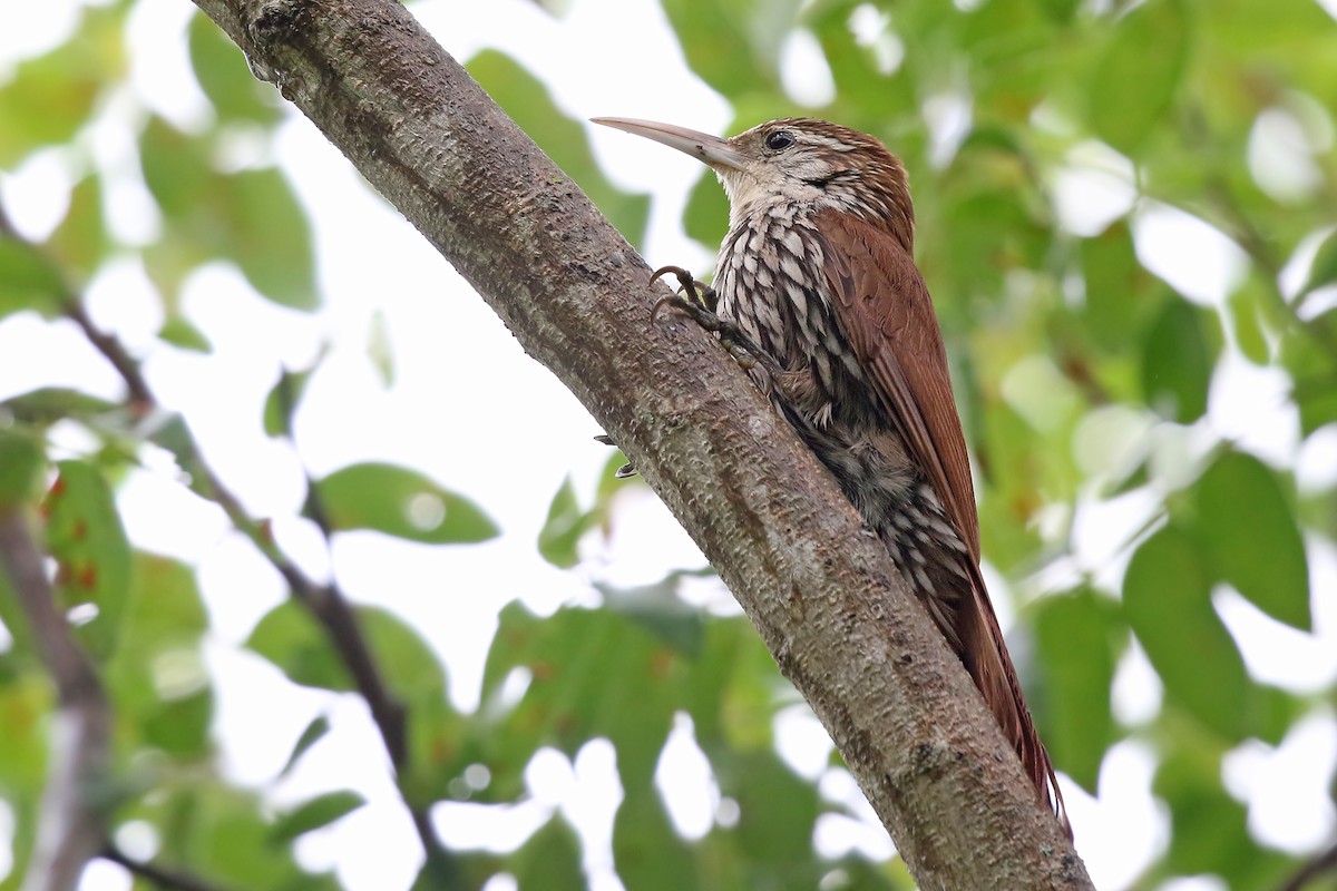 Scaled Woodcreeper (Wagler's) - ML204872611