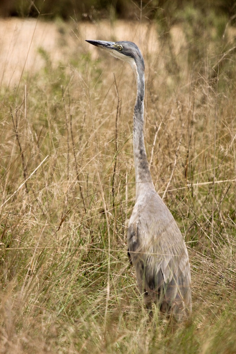 Black-headed Heron - ML204872831