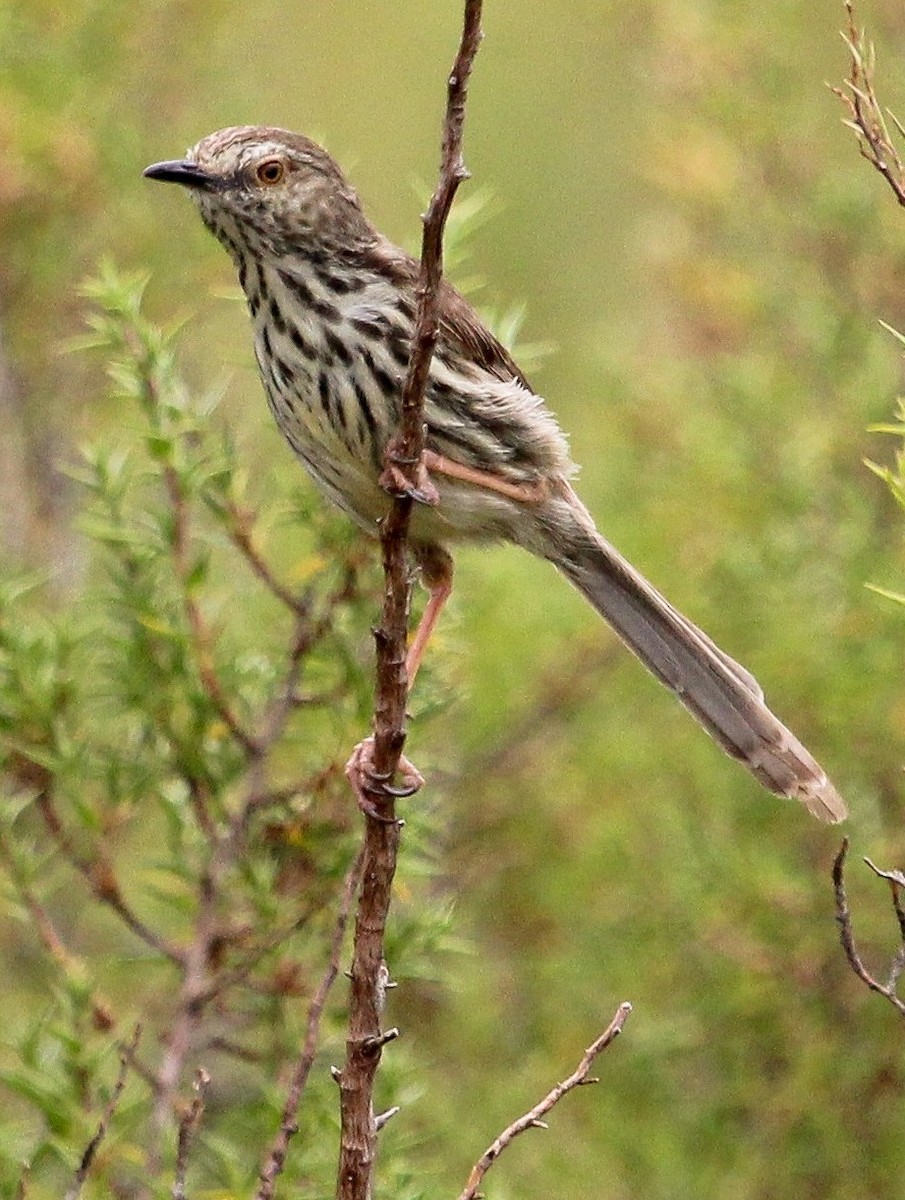 Karoo Prinia - ML204872881