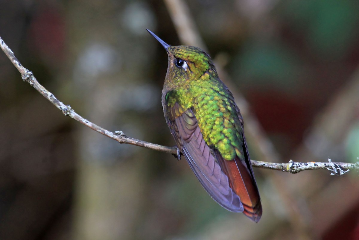 kolibřík dřišťálový (ssp. tyrianthina/quitensis) - ML204873341
