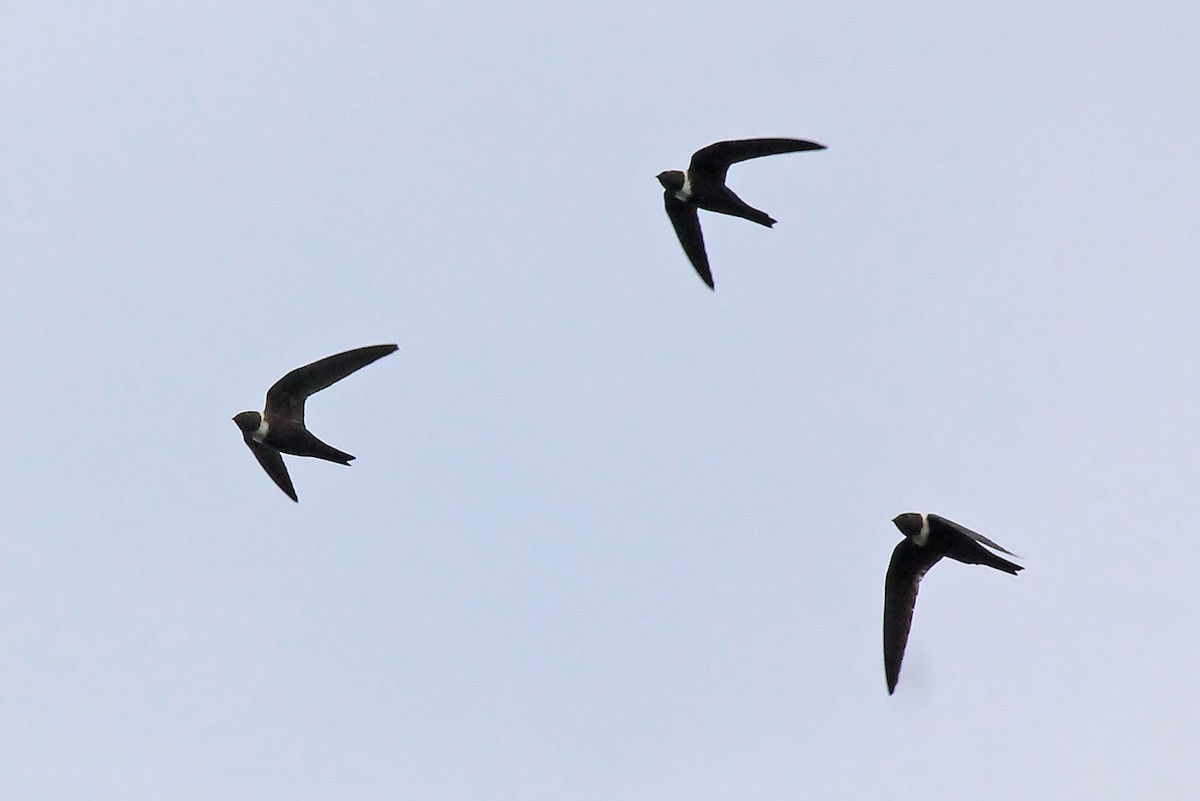 White-collared Swift - ML204873441