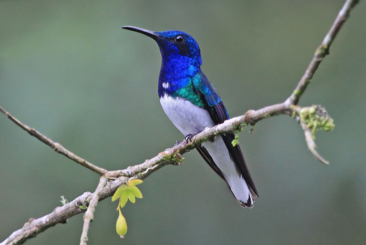 Colibrí Nuquiblanco - ML204873471