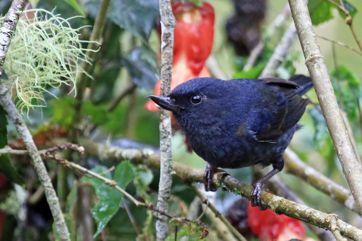 Pinchaflor Flanquiblanco - ML204873481