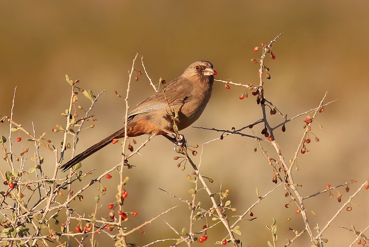 Abert's Towhee - ML204873571