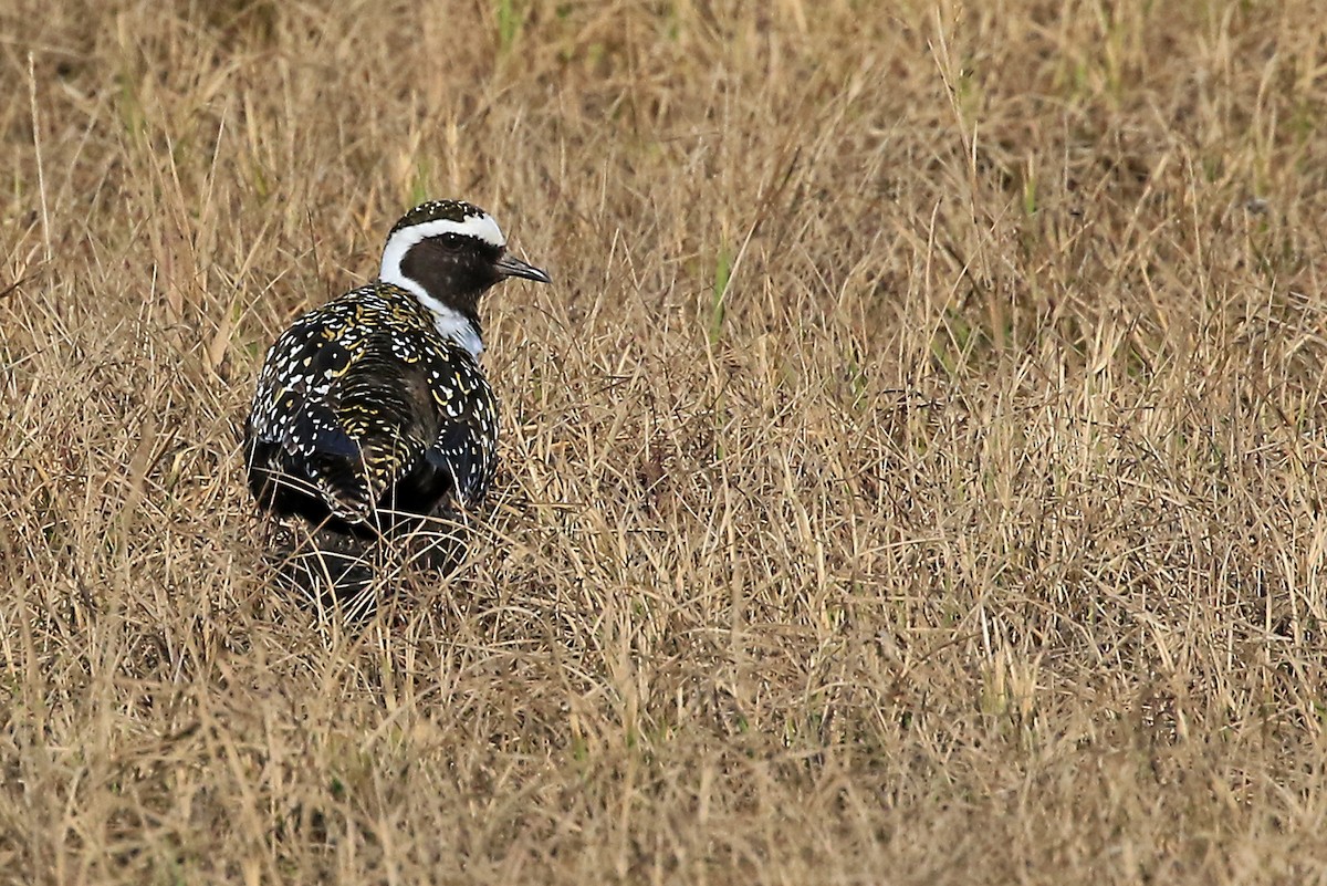 American Golden-Plover - ML204873631