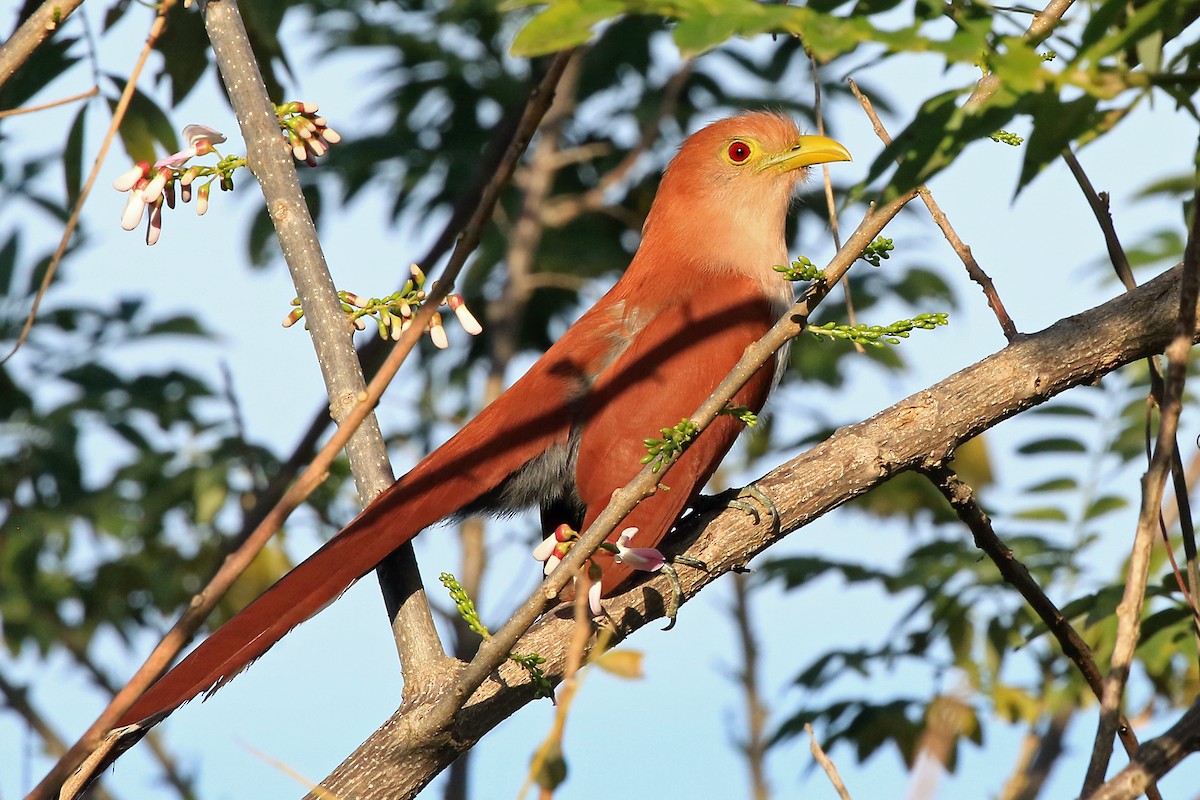 Common Squirrel-Cuckoo (Amazonian) - Phillip Edwards