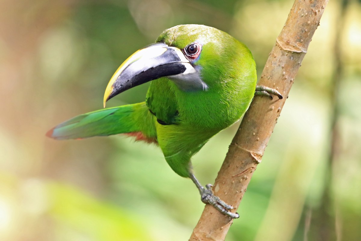 Southern Emerald-Toucanet (Santa Marta) - Phillip Edwards