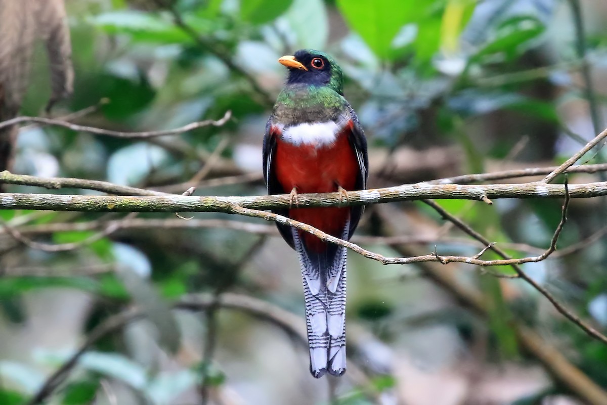 Masked Trogon - ML204874391