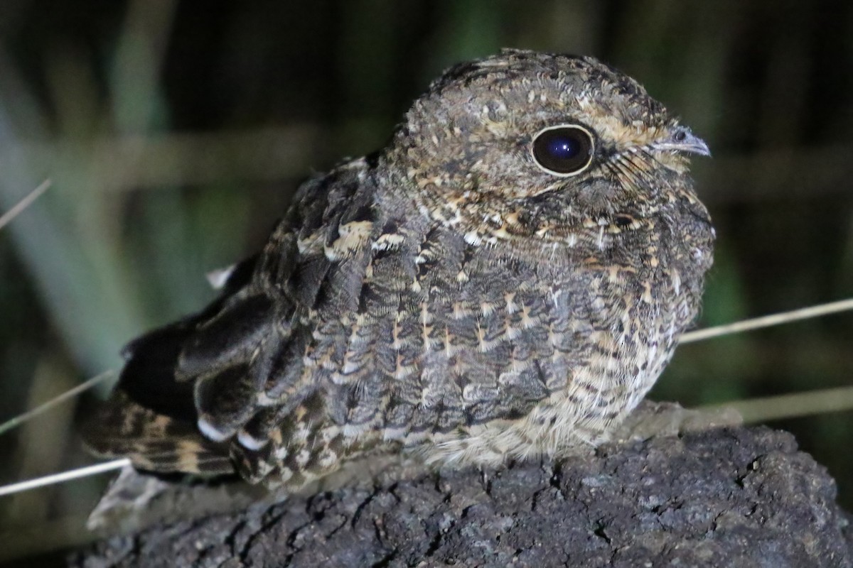 Sickle-winged Nightjar - ML204874431