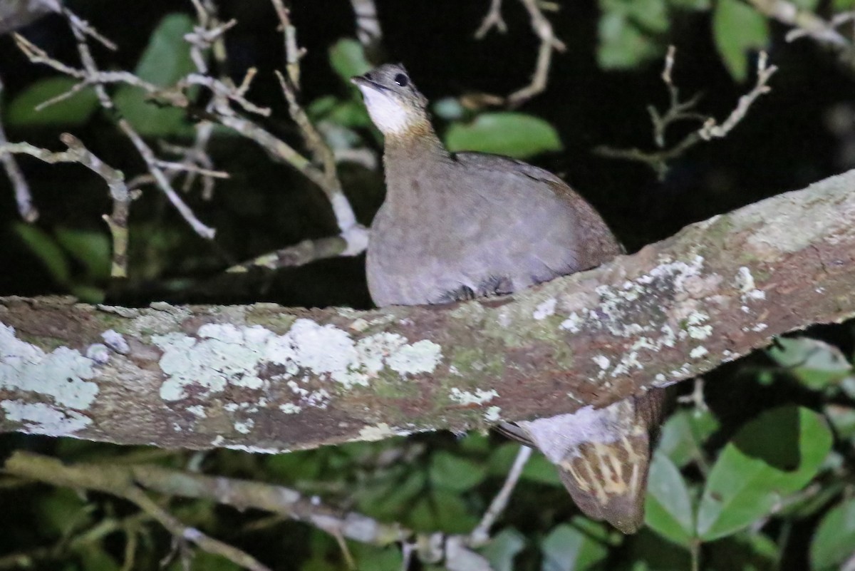 Solitary Tinamou - ML204874511