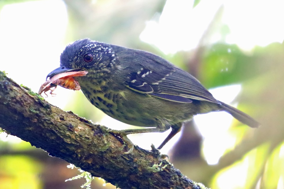 Spot-breasted Antvireo - Phillip Edwards