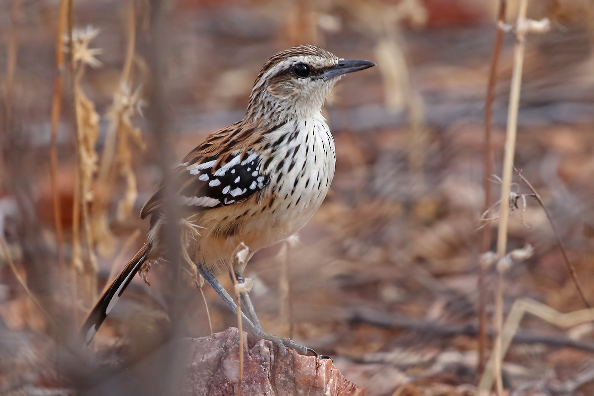 Stripe-backed Antbird - ML204874611