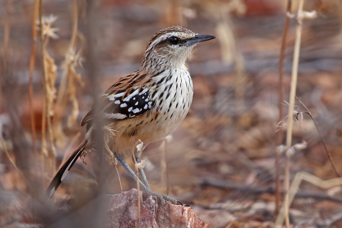 Stripe-backed Antbird - ML204874611