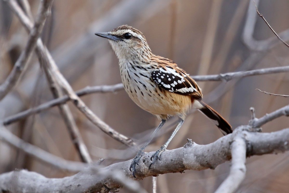 Stripe-backed Antbird - ML204874621