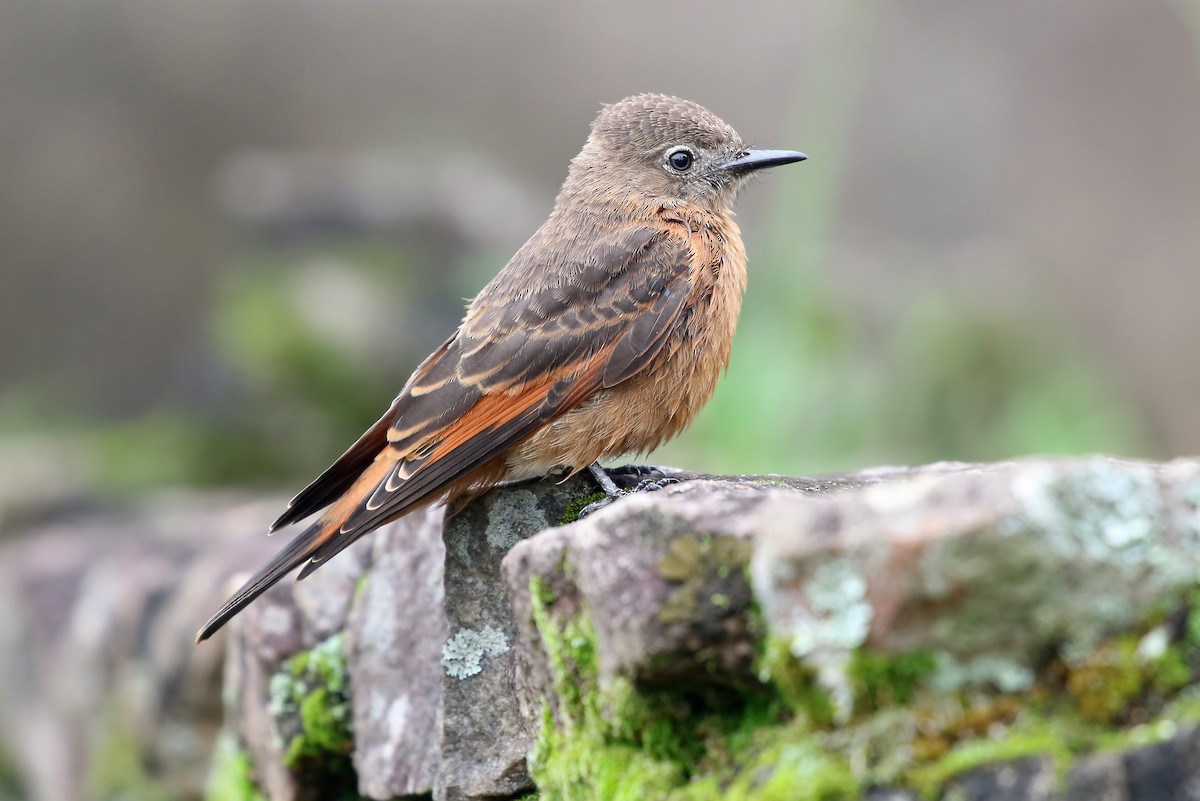 Cliff Flycatcher (Swallow) - ML204874691