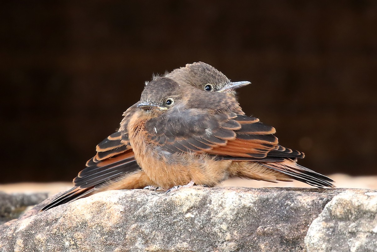 Cliff Flycatcher (Swallow) - ML204874701