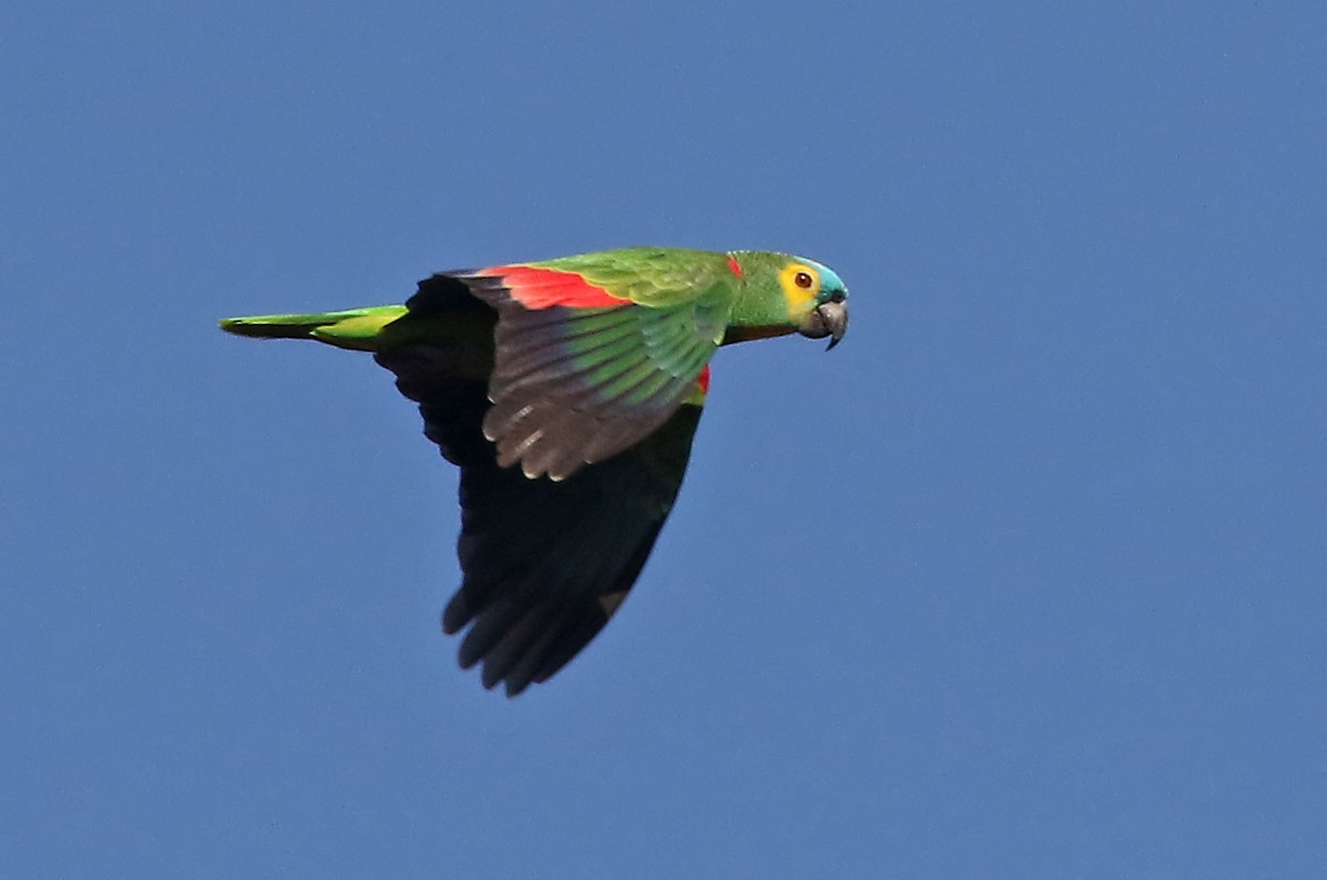 Turquoise-fronted Amazon - ML204874771