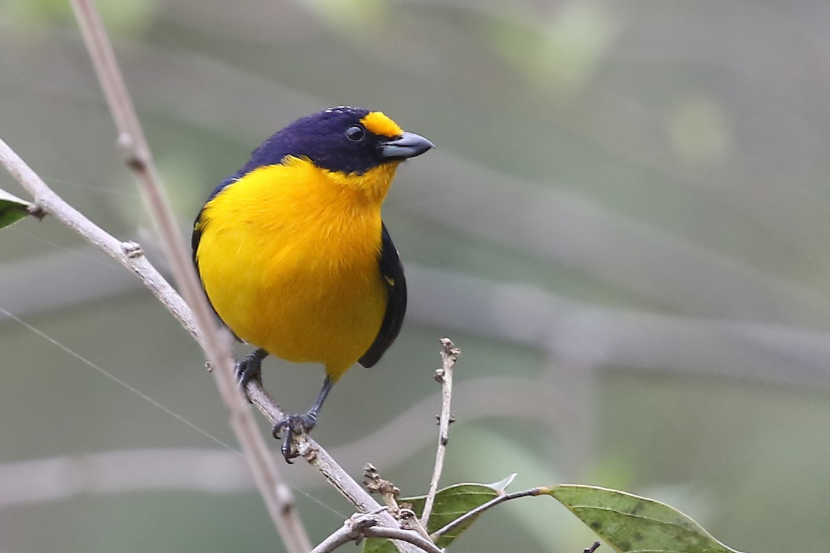 Violaceous Euphonia - ML204874781