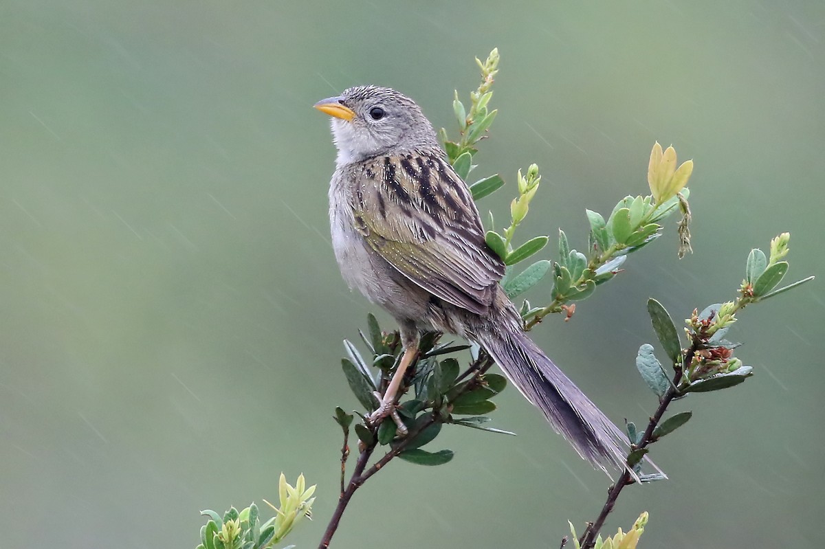 Wedge-tailed Grass-Finch - Phillip Edwards