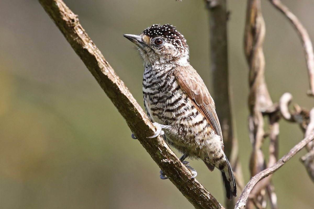 White-barred Piculet (White-barred) - Phillip Edwards