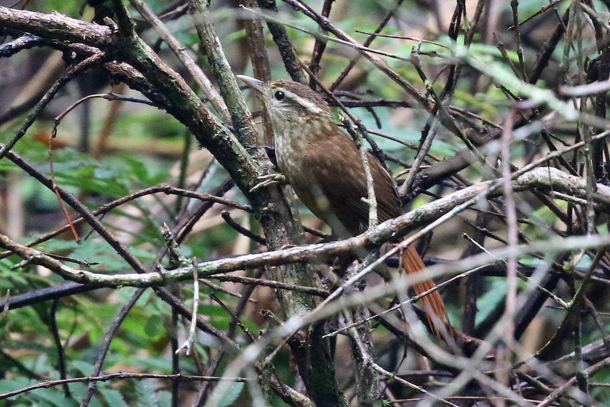 White-browed Foliage-gleaner - Phillip Edwards
