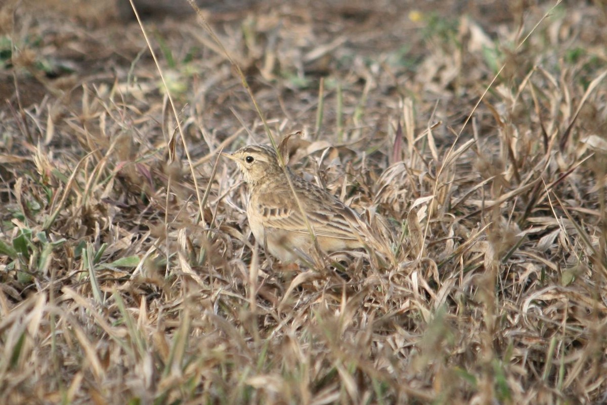 Pipit africain (groupe cinnamomeus) - ML204875041