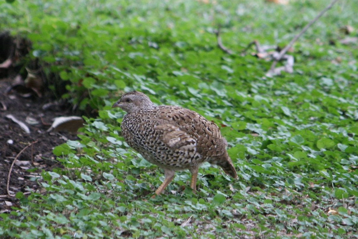 Francolin du Natal - ML204875061