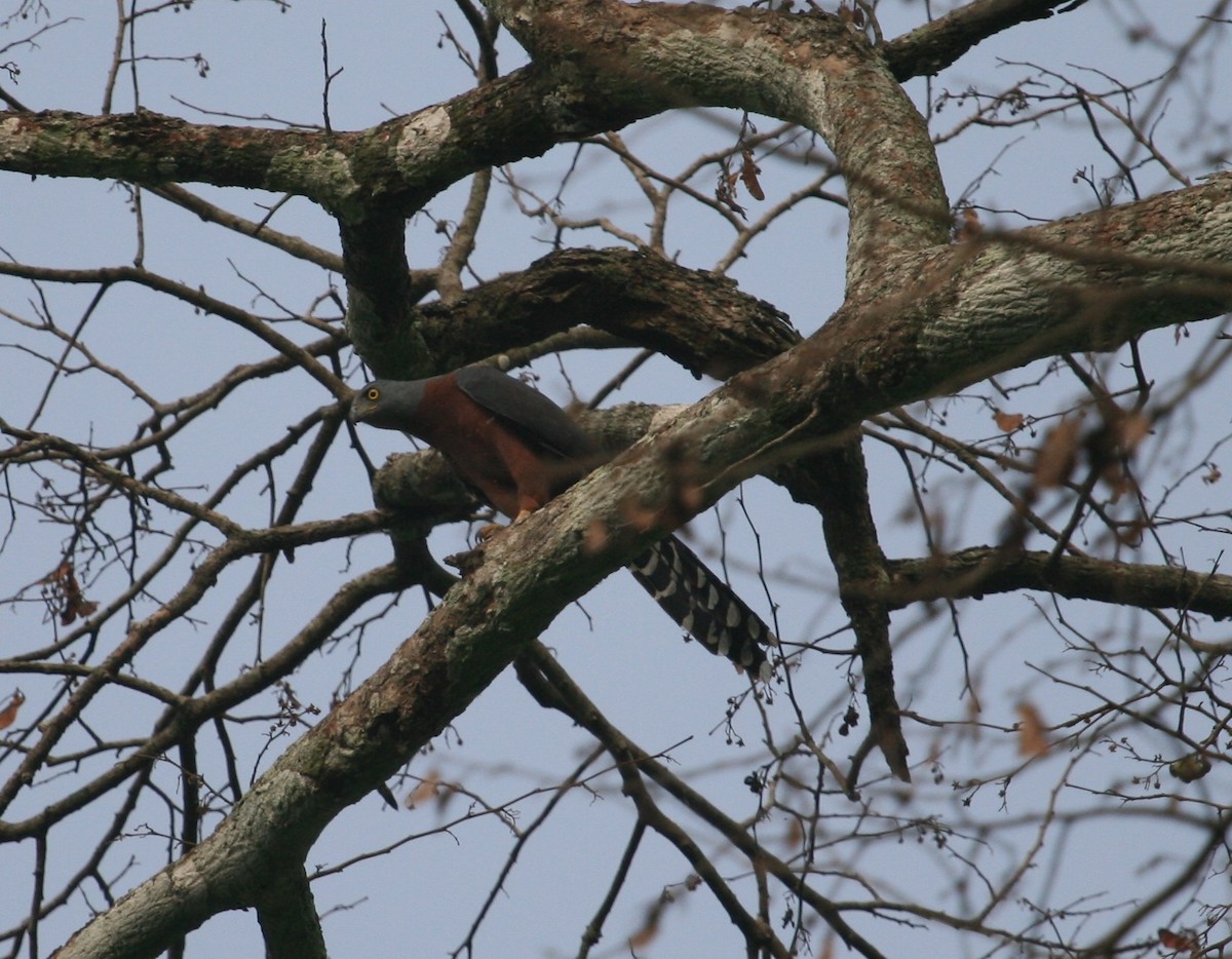 Long-tailed Hawk - Luis Mario Arce