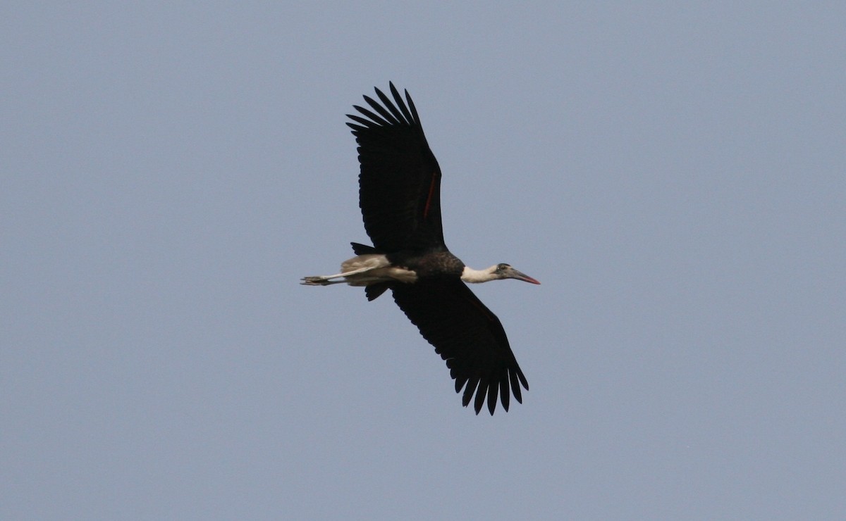 African Woolly-necked Stork - Luis Mario Arce