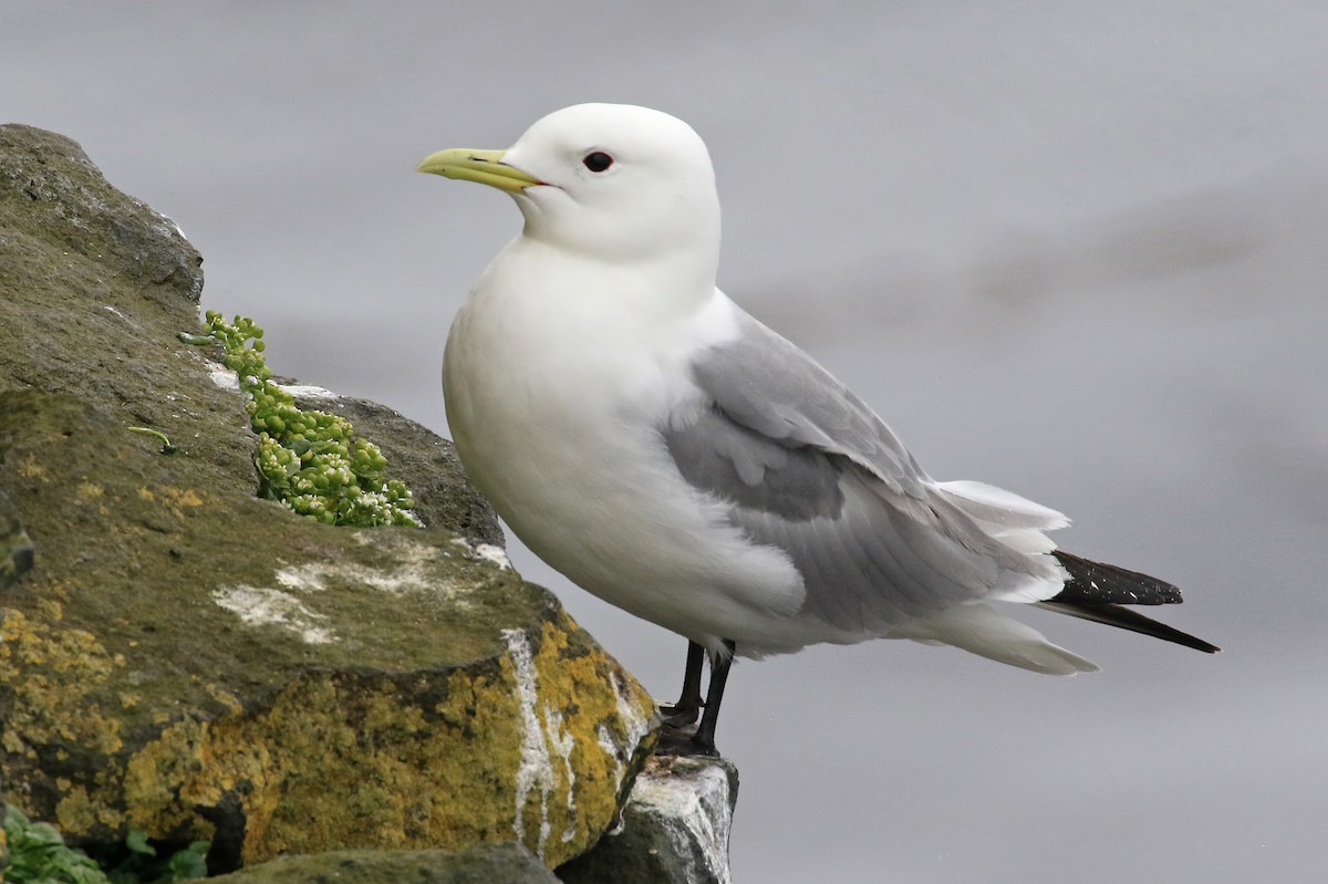 Mouette tridactyle (pollicaris) - ML204875651