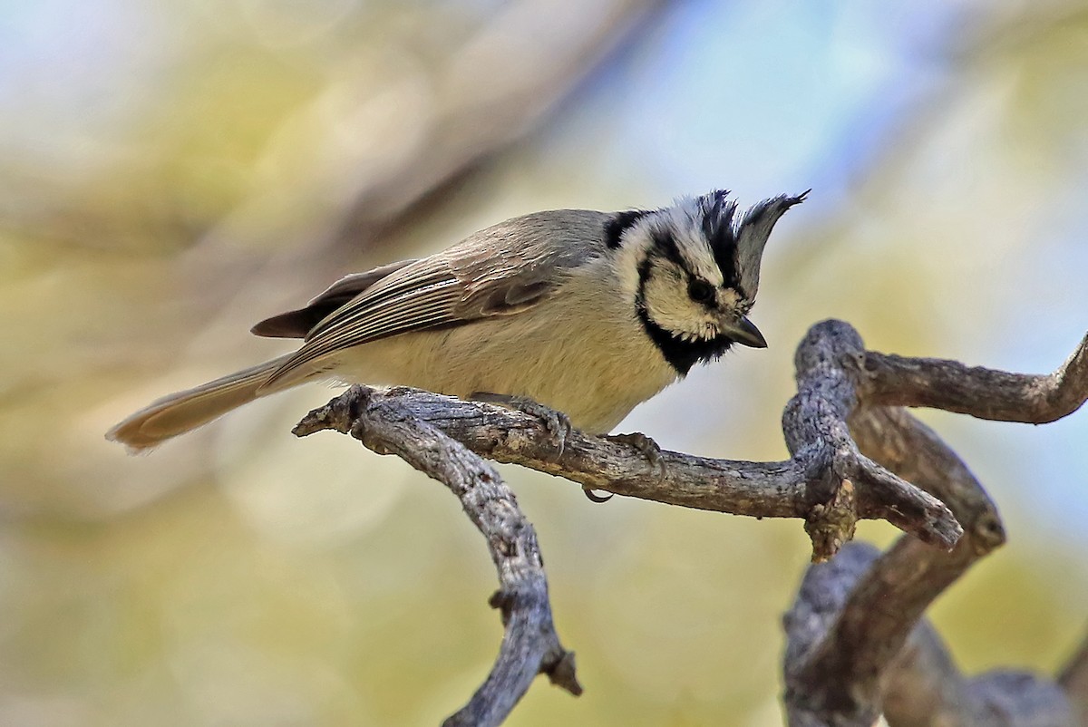 Bridled Titmouse - Phillip Edwards