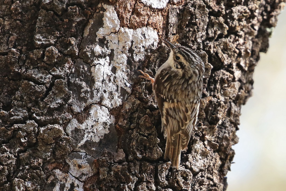 Brown Creeper - Phillip Edwards