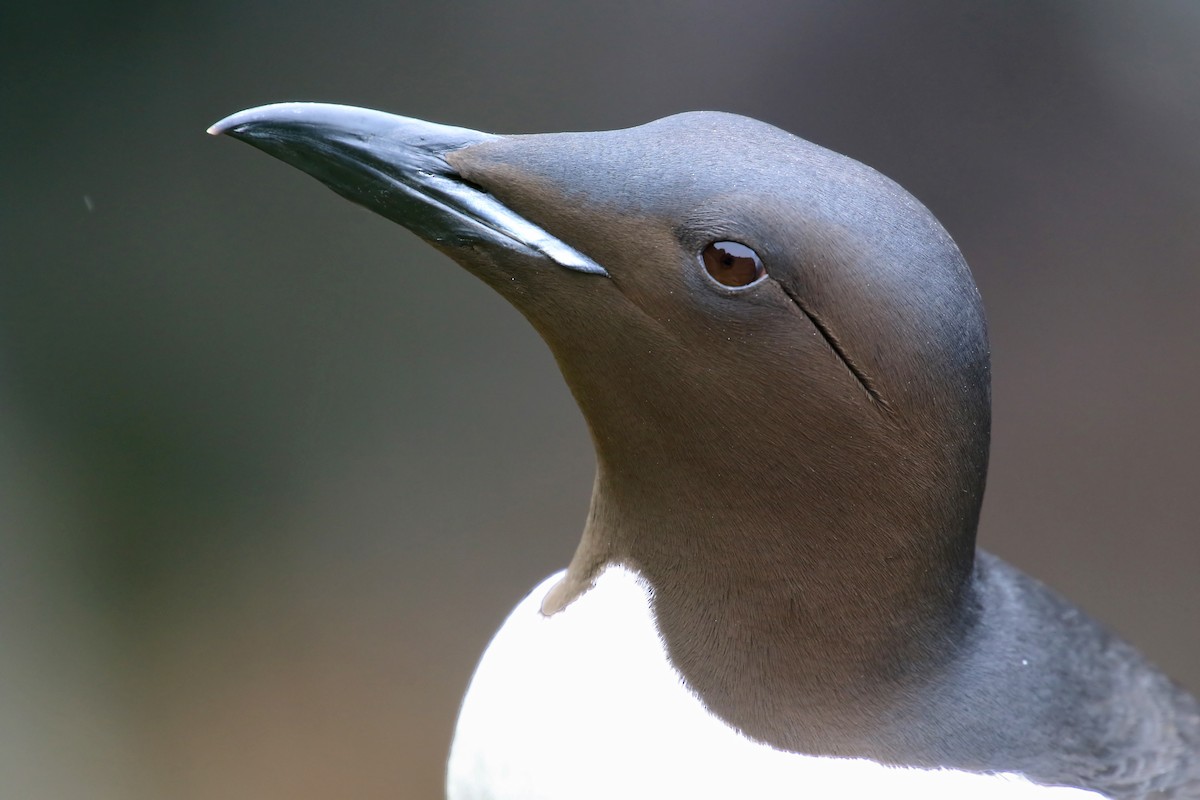 Thick-billed Murre - ML204875921