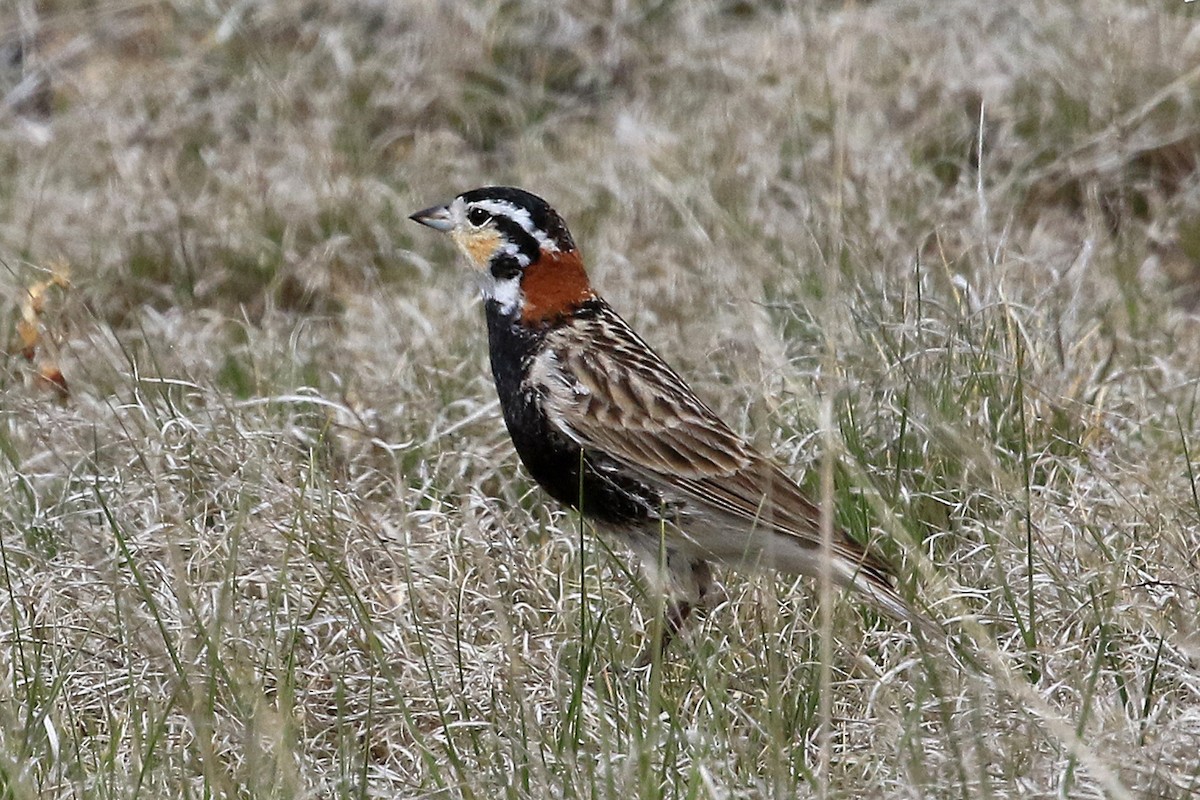 Chestnut-collared Longspur - ML204876011